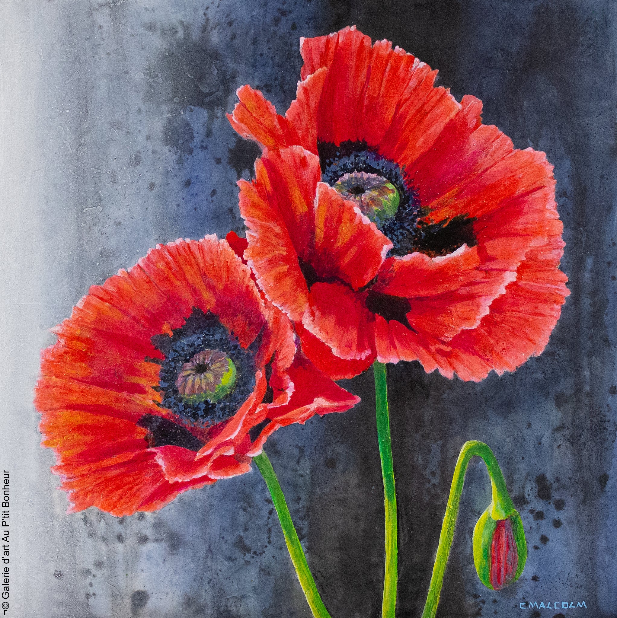 Carole Malcolm | Floral Study 13525